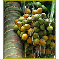 Betel Nut Palm 5 barerooted palms
