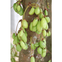 Blimbi Tree Cucumber
