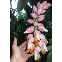 "Giant Pink Shell" Alpinia