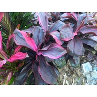 Cordyline Maizie Samford's Big Red 5 plants