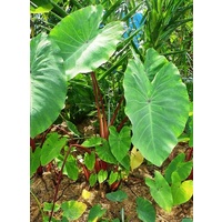 Samoan Pink Taro