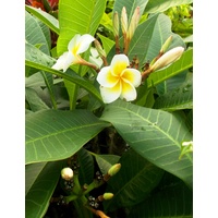 Yellow and White Frangipani