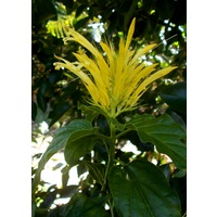 Schaueria flavicoma
