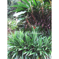Pandanus amaryllifolius 4 plants 