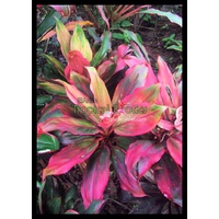 Pink Integrity Thailand Bulk Buy