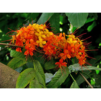 Red Saraca Tree