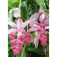 Medinilla magnifica