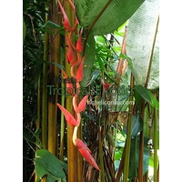 Heliconia longa 