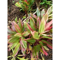  Miss Hawaii Mini Cordyline Bulk Buy