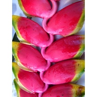 Heliconia rostrata "Misahualli"