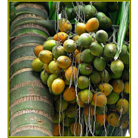 Betel Nut Palm 