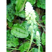African Hostas Leporad Lily bulk buy