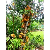 Orange Saraca Tree