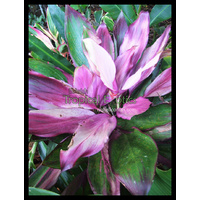 Opal Hue Cordyline