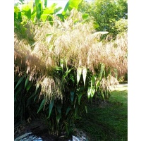 Tiger Grass