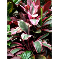 Gidden Cordyline bulk buy