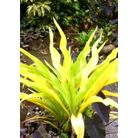 Golden Crinum/Thai Yellow Crinum 5 plant Bulk Buy