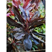 Darkest Hour Cordyline bulk buy