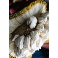 Marang-Tarap 