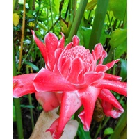 Flamingo Pink Torch Ginger