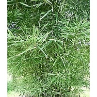 Variegated Malay Dwarf Bulk Buy