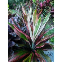 Hilo Rainbow Bulk Buy