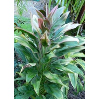 Cordyline Tutu Bulk Buy