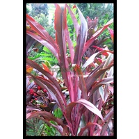 Cordyline Dragon's Breath Bulk Buy