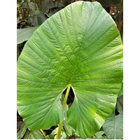 Alocasia alba