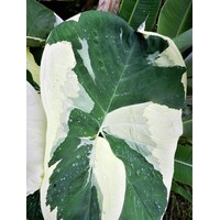 Xanthosoma Albo Marginata