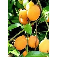 Achacha/ Garcinia humilis x 10