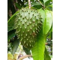 Soursop Guanabana Bulk Buy