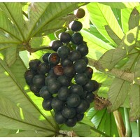 Amazon Tree Grape