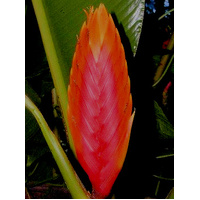 Heliconia Spear