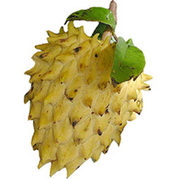 Rollinia deliciosa Bulk Buy of 10