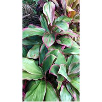 Cordyline "Twisted Sister"