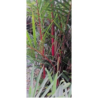 Lipstick Palm- Cyrtostachys renda larger size