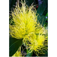 Schaueria flavicoma Golden Plume