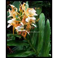 Dr Moy Hedychium bulk buy