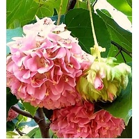 Dombeya wallichi
