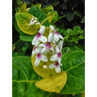 Pseuderanthemum carruthersii ‘Reticulatum’