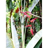 Heliconia Pendula cv Red Waxy 