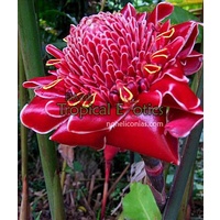 Bloody Mary Torch Ginger