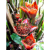 Etlingera pyramidosphaera cv Black Tulip 