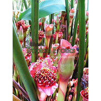  Orange Tulip Torch Ginger
