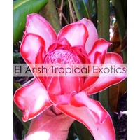 Evita's Rose Torch Ginger