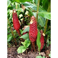 Borneo Red Beehive Ginger