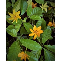 Golden Gardenia/ Thai Gardenia/Kula Gardenia