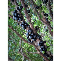 Jaboticaba