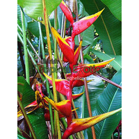 Heliconia Cinnamon Twist Bulk Buy